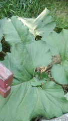 Arctium lappa