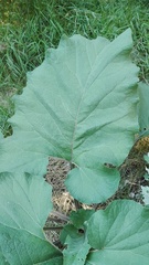 Arctium lappa