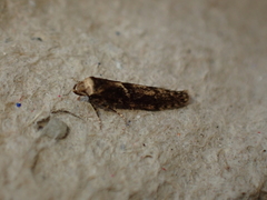 Blastobasis adustella