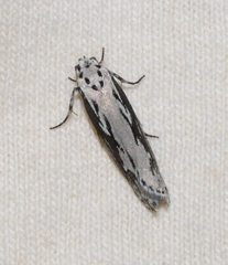 Ethmia semitenebrella
