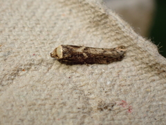 Blastobasis adustella