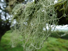 Usnea articulata