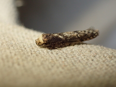 Blastobasis adustella