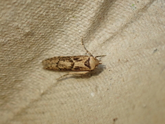 Blastobasis adustella