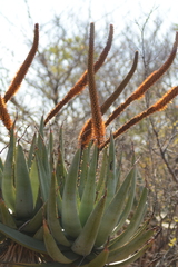 Aloe castanea