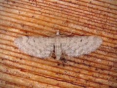 Eupithecia misturata