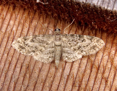 Eupithecia casloata