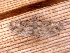 Eupithecia graefii