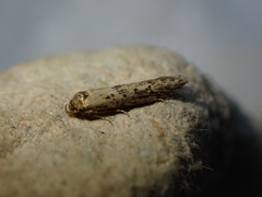 Blastobasis adustella