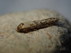 Blastobasis adustella