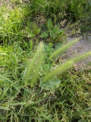 Hordeum murinum