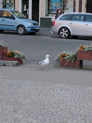 Larus argentatus