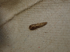 Blastobasis adustella