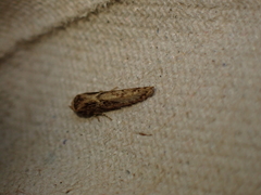 Blastobasis adustella