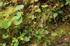 Ranunculus polyanthemos