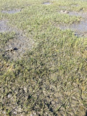 Eleocharis parvula