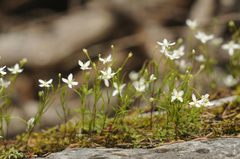 Moehringia muscosa