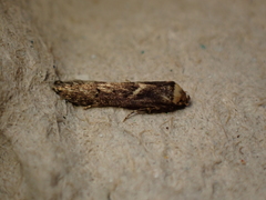 Blastobasis adustella