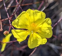 Crocanthemum aldersonii