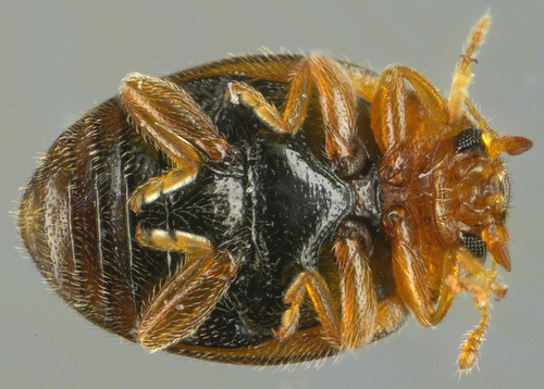 Pointed-keeled Rhyzobius, photo 5 of 7