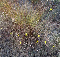 Crocanthemum aldersonii