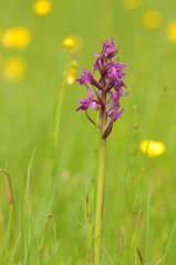 Dactylorhiza traunsteineri