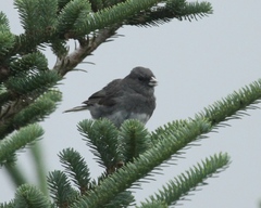 Junco hyemalis carolinensis