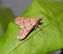 Steniini