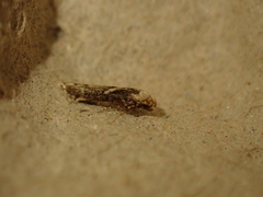 Blastobasis adustella