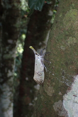 Pyrops watanabei