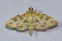 Sameodes cancellalis