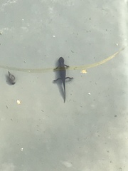 Pleurodelinae