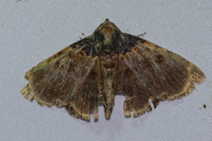 Diomea lignicolora