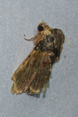 Diomea lignicolora