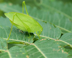 Amblycorypha rotundifolia
