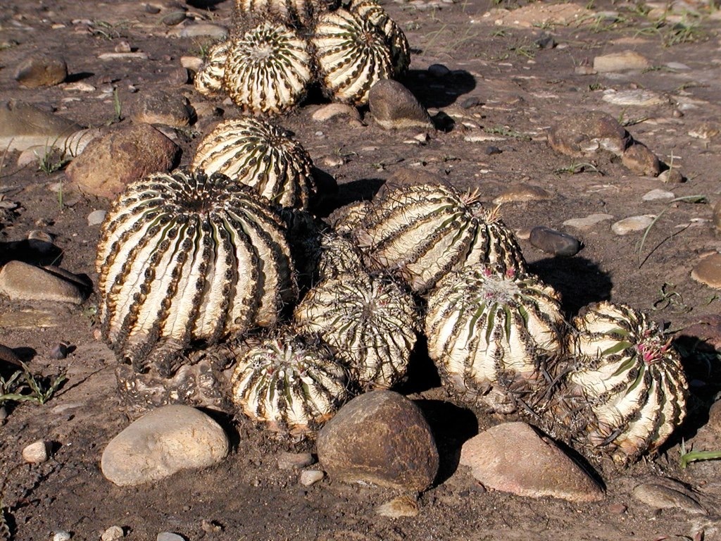 Ferocactus viridescens