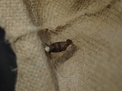 Swammerdamia pyrella