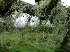Usnea articulata