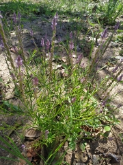 Polygala paniculata