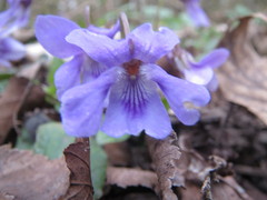Viola reichenbachiana