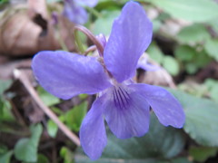 Viola reichenbachiana