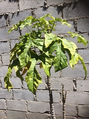 Vasconcellea heilbornii