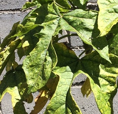 Vasconcellea heilbornii