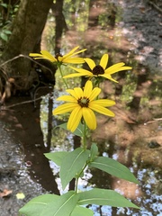 Rudbeckia auriculata
