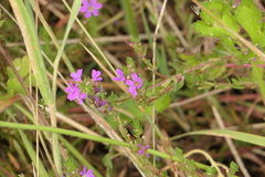 Lythrum junceum