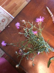 Centaurea × moncktonii