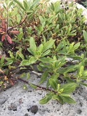 Penstemon fruticosus