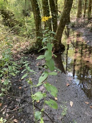 Rudbeckia auriculata