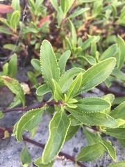 Penstemon fruticosus