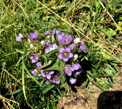 Gentianella ramosa